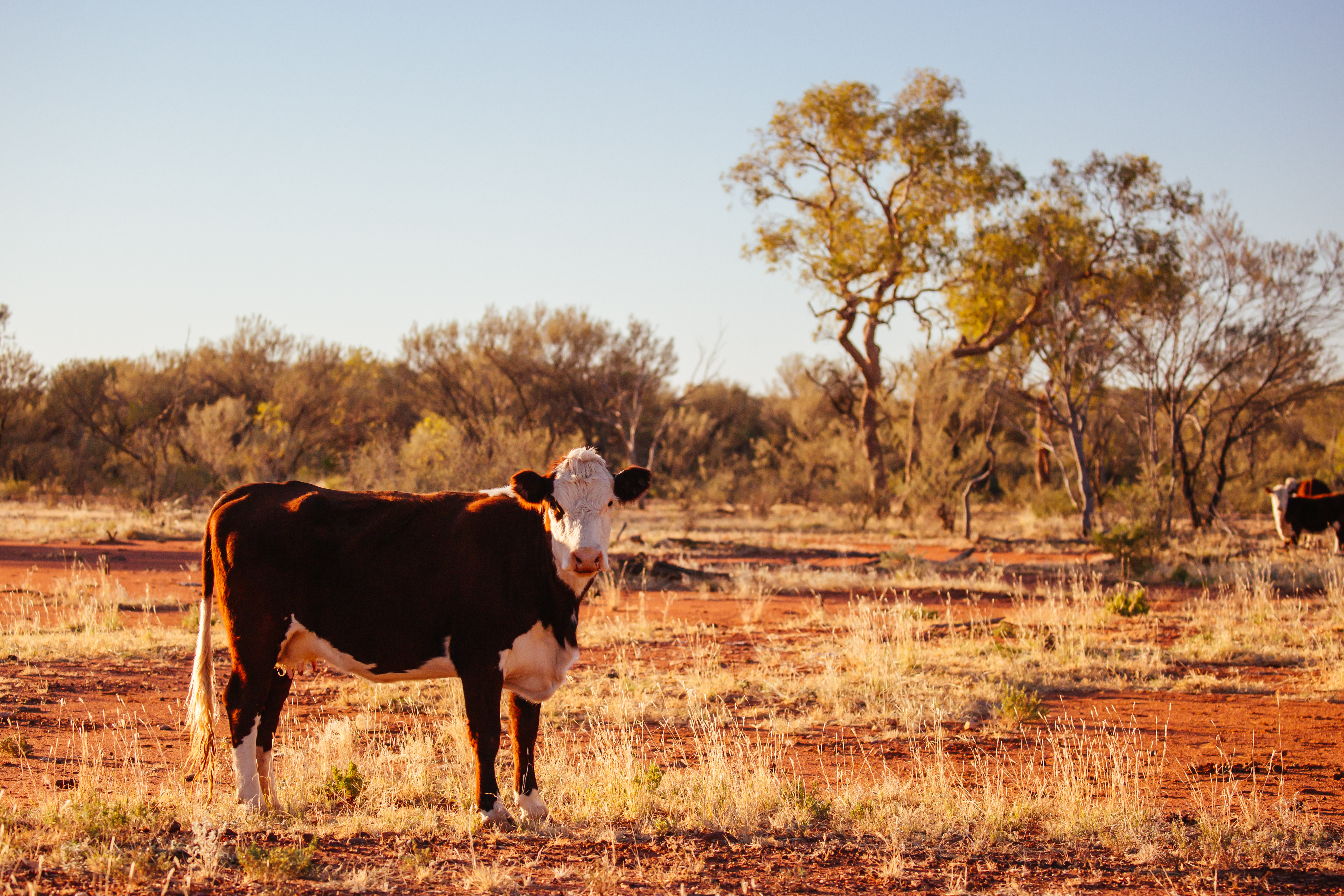 Outback grazing scene